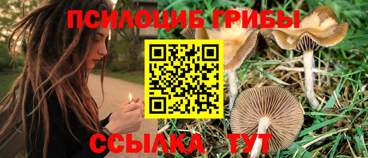 Галлюциногенные грибы Cubensis  Мелеуз  Псилоцибиновые грибы MAGIC MUSHROOMS 